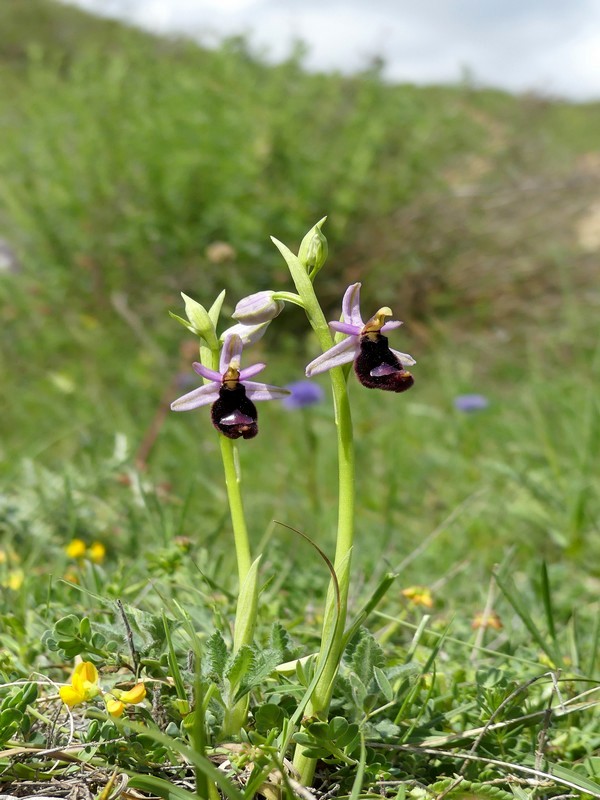 Prima fioritura di orchidee a Palena nel Parco Nazionale della Majella - maggio 2022.